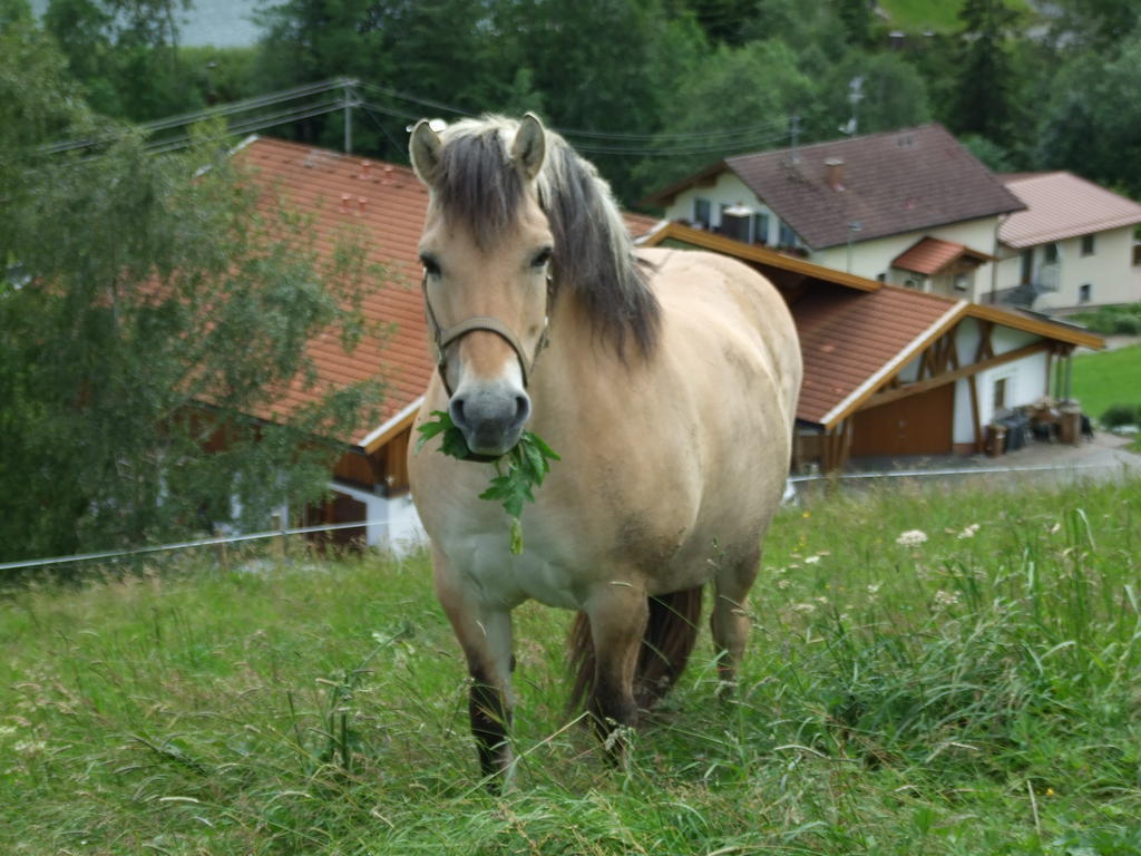 Landhaus Mueller Jungholz Kültér fotó